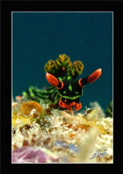 nudi, nudi, NUDI!!! by Adriano Trapani 